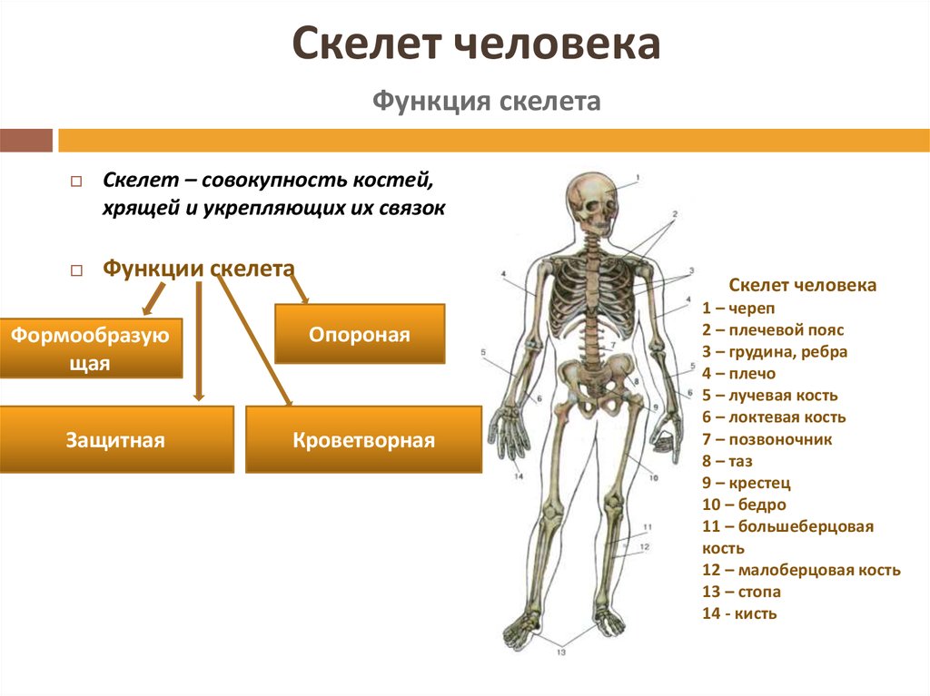 Какой скелет у костных. Отделы скелета его кости и функции. Строение и функции отделов скелета человека. Опорно-двигательный аппарат функции скелета. Строение скелета опорно двигательная система.