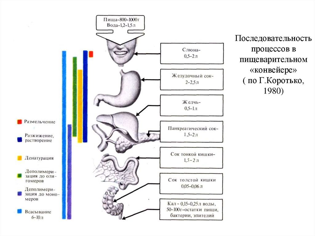 Этапы пищеварения у человека схема