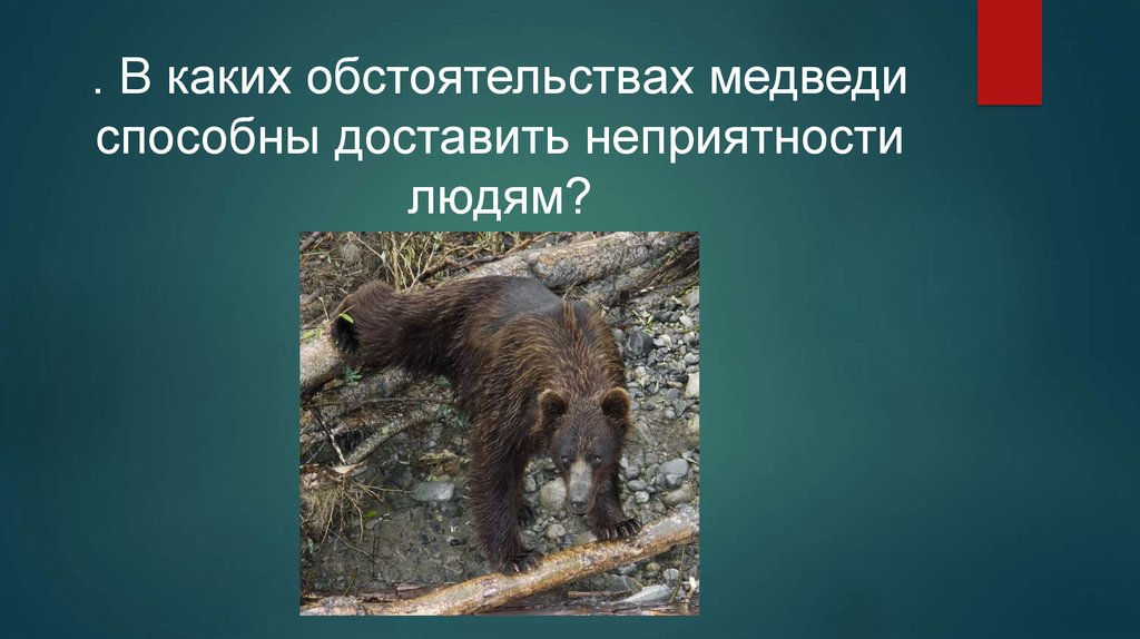 Медведь умеет читать. Какие приспособления умеем медведь. Сигнал против медведей Ревун. Медведь для презентации.