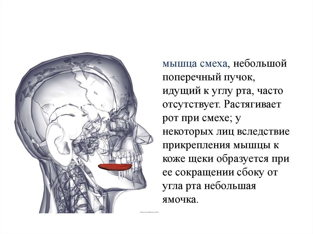 Мышца смеха