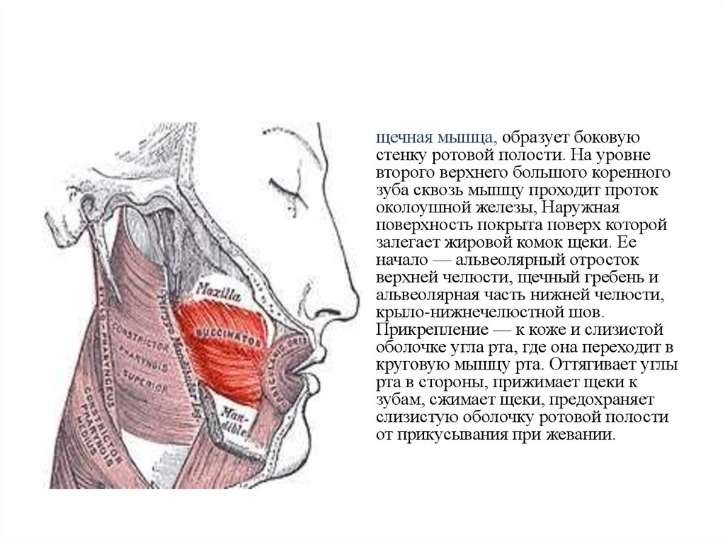 Верхняя стенка рта. Боковые стенки ротовой полости. Боковые стенки ротовой полости образуют. Мышцы, образующие нижнюю стенку полости рта.