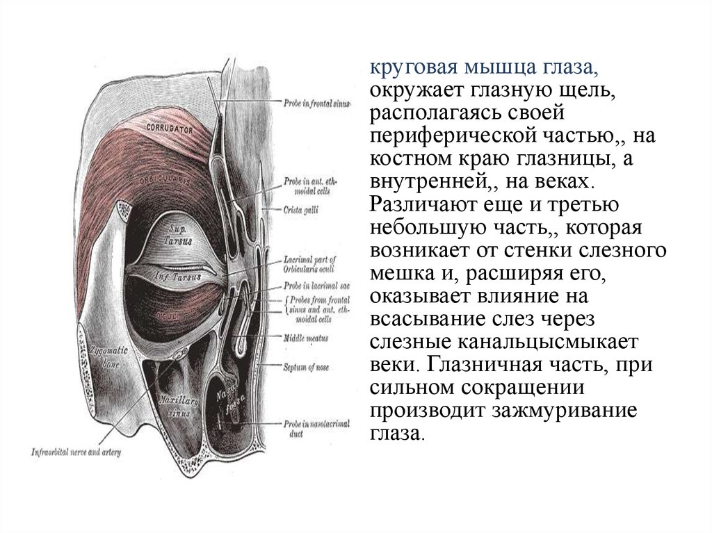 Каковы особенности прикрепления мимических мышц