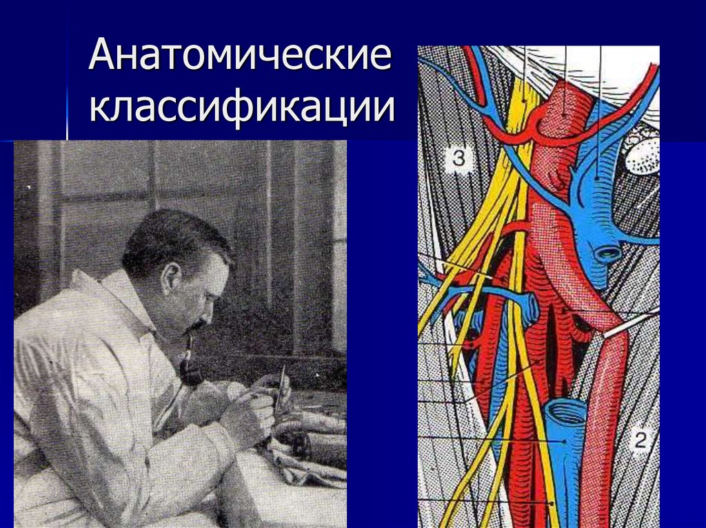 Классификация анатомии. Анатомическая классификация по ciery. анатомическая классификация сайрни мадер. анатомические особенности детской хирургии.