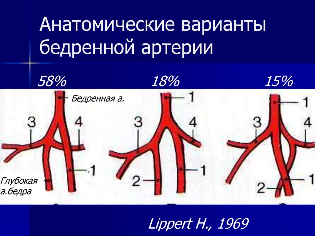 Каким номером обозначена артерия