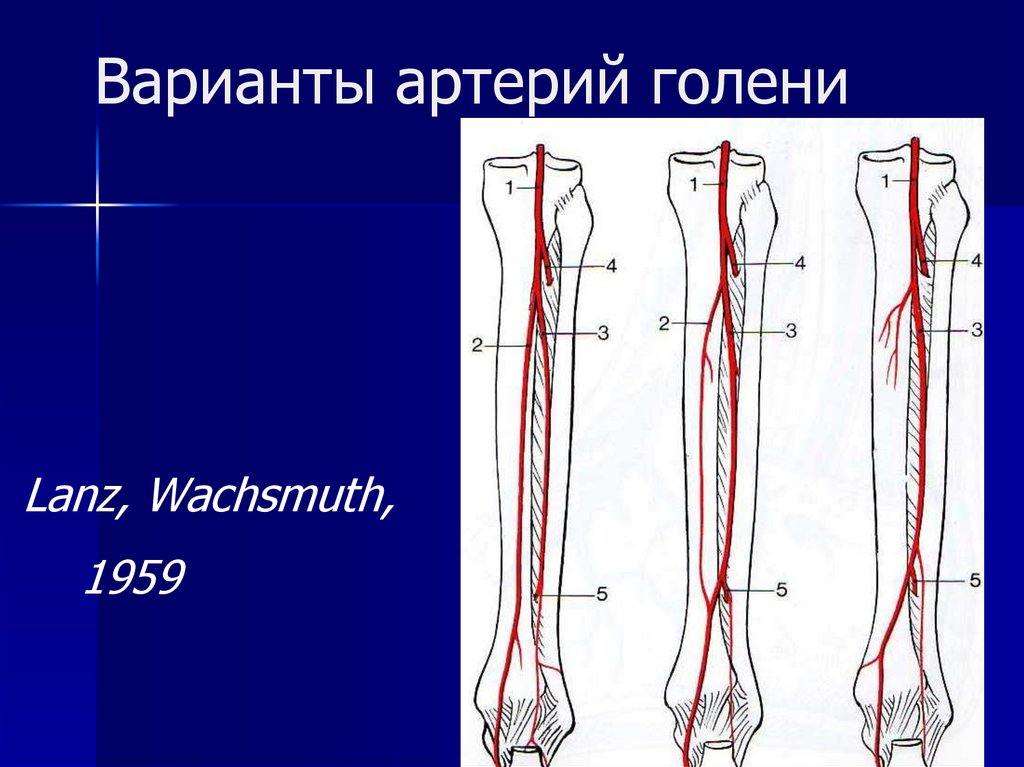 Артерии голени анатомия схема - 94 фото