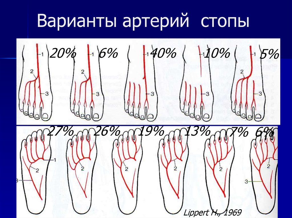 Основные артерии стопы. Артериальные дуги стопы. Артерия тыла стопы анатомия.