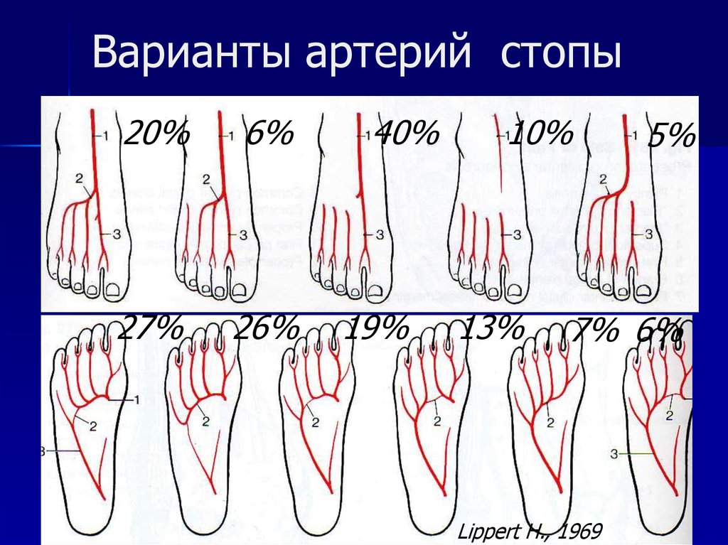 Сосуды на стопе схема - 80 фото