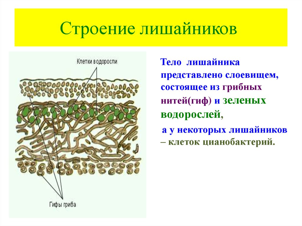 Тело лишайника состоит из гриба и водоросли. Строение слоевища лишайника. Строение кустистого лишайника. Строение таллома лишайника. Внутренне строение лишайника.