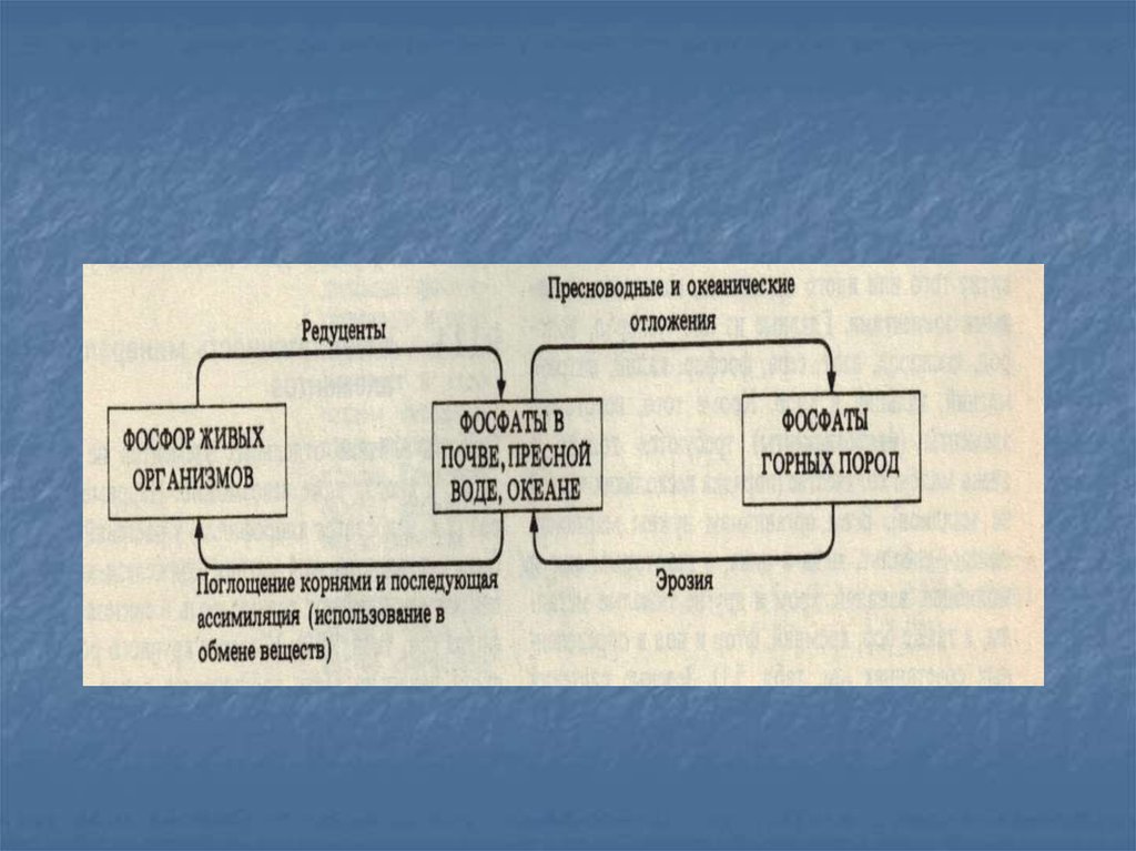 Биогеохимический цикл фосфора схема биология 9 класс