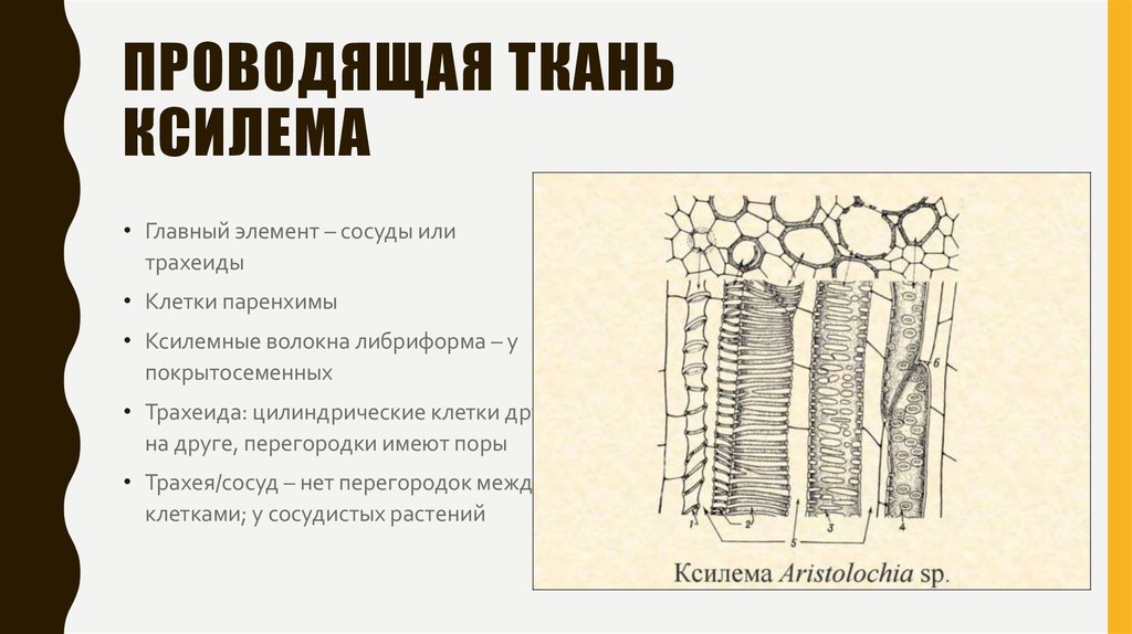 Ксилема клетки имеют вытянутую форму. Ксилема трахеиды ,сосуды,паренхимные клетки,волокна. Проводящая ткань. Ксилемные волокна. Ксилема волокна либриформа.