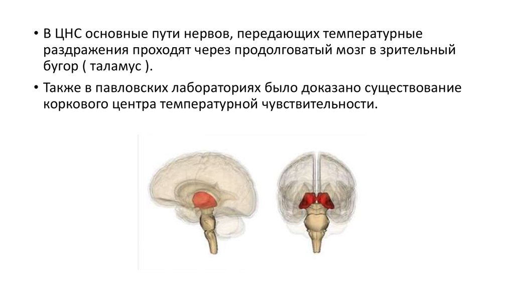 Температурные ощущения. Через продолговатый мозг проходят пути. Пути проходящие через зрительный бугор. Температурный центр в мозгу. Продолговатый мозг пути корковые.