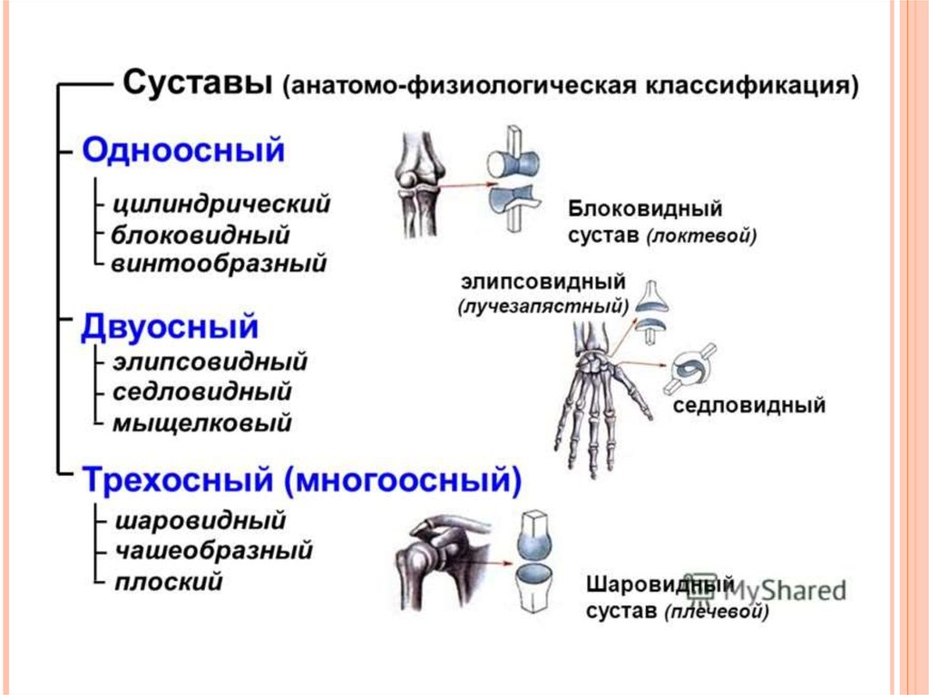 Классификация суставов по функции одноосные суставы. Классификация суставов одноосные двухосные. Цилиндрический и блоковидный сустав. Классификация суставов по числу суставных поверхностей.