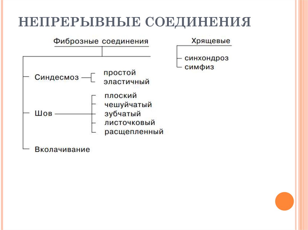 Прерывные соединения. Прерывные и непрерывные соединения. Прерывные и непрерывные соединения костей. Классификация непрерывных соединений. Фиброзные соединения костей.