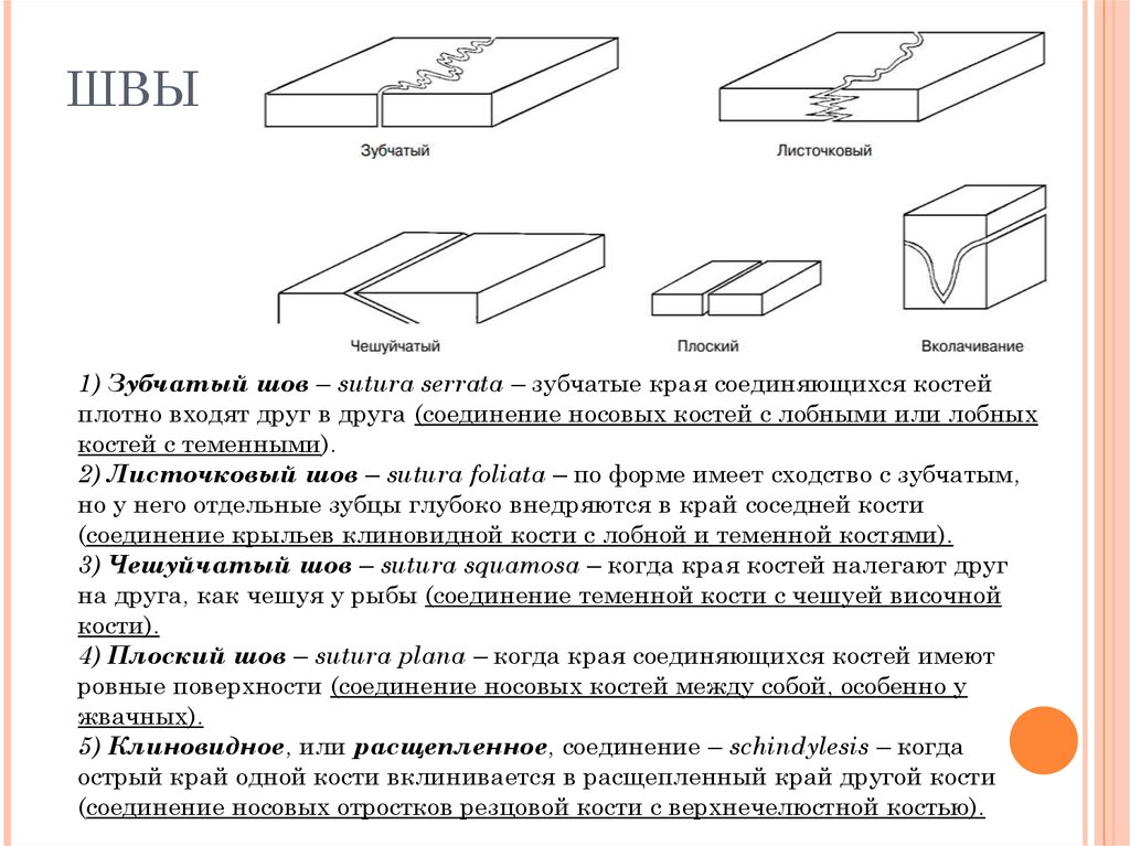 Швами соединены. Швы зубчатые чешуйчатые плоские. Зубчатые швы примеры. Зубчатый шов примеры анатомия. Виды швов плоские зубчатые.