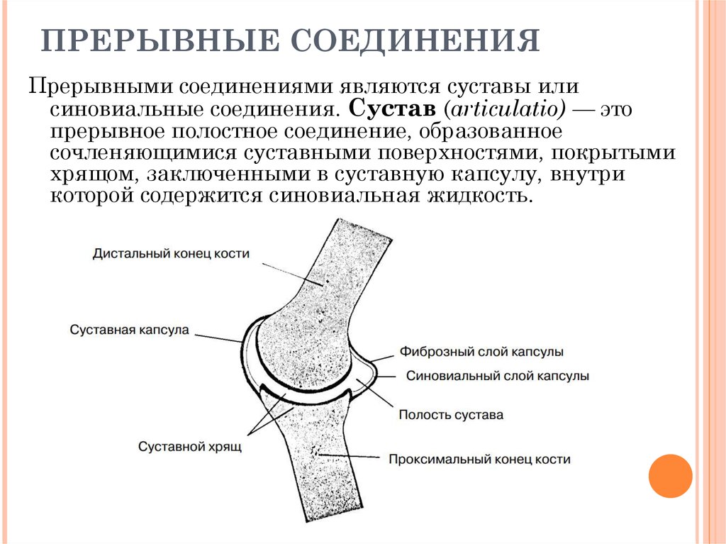 Прерывные соединения костей