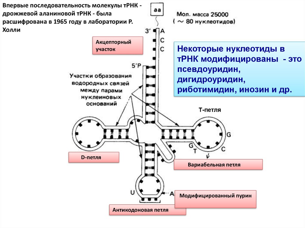 Функция антикодона. Структура и функции т - РНК.. Т РНК строение и функции. Структура транспортной РНК. Функциональная структура ТРНК.