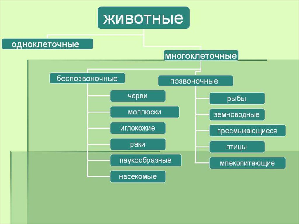 Зоология огэ презентация