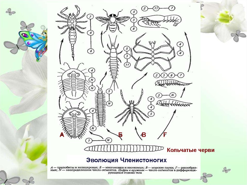 План эволюции членистоногих. Эволюция членистоногих. Членистоногие схема. Схема развития членистоногих. Эволюция конечностей членистоногих.