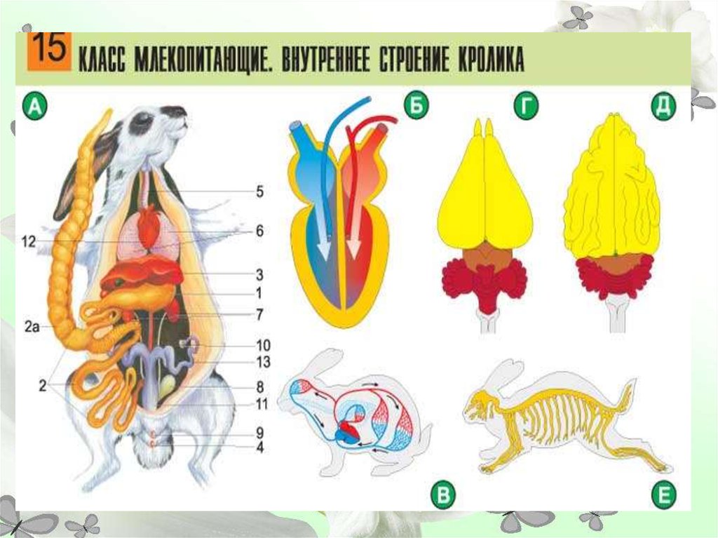 Внутреннее строение органов животных. Строение млекопитающих. Системы органов животных. Внешнее и внутреннее строение млекопитающих. Внутренние органы живота.