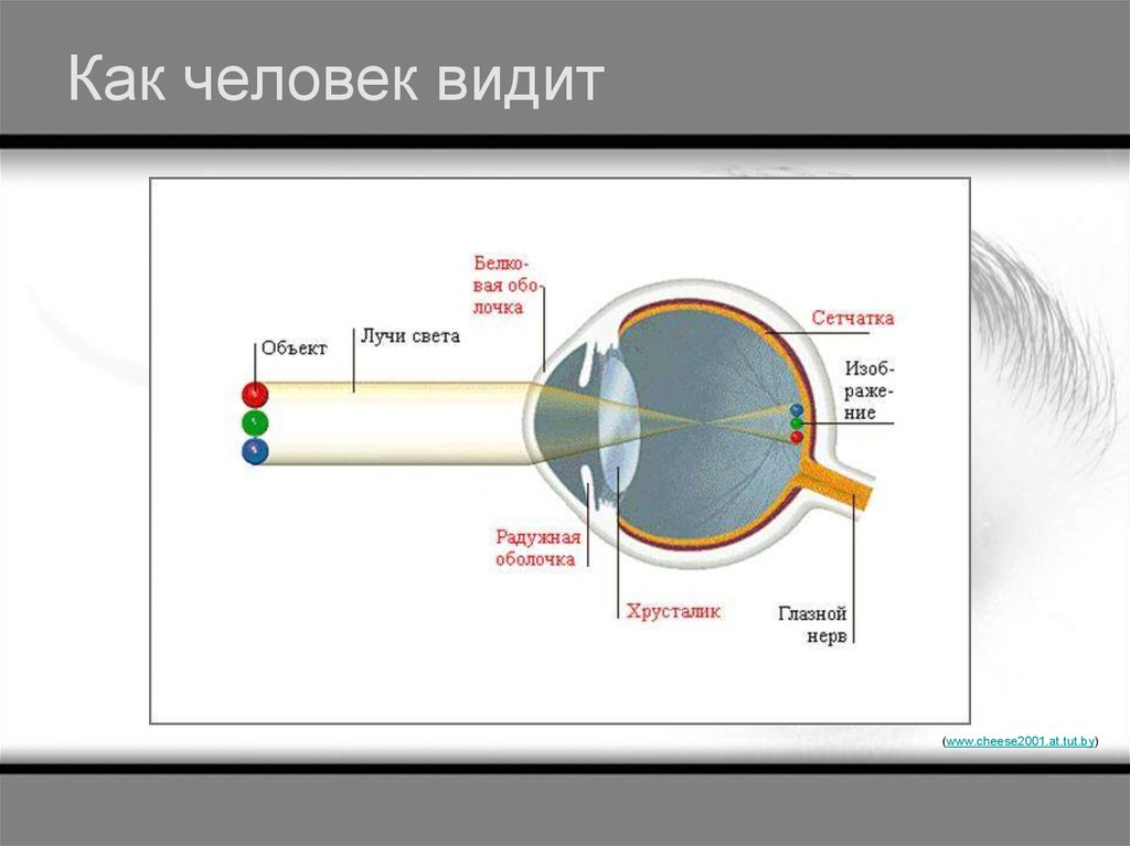 Схема как человек видит