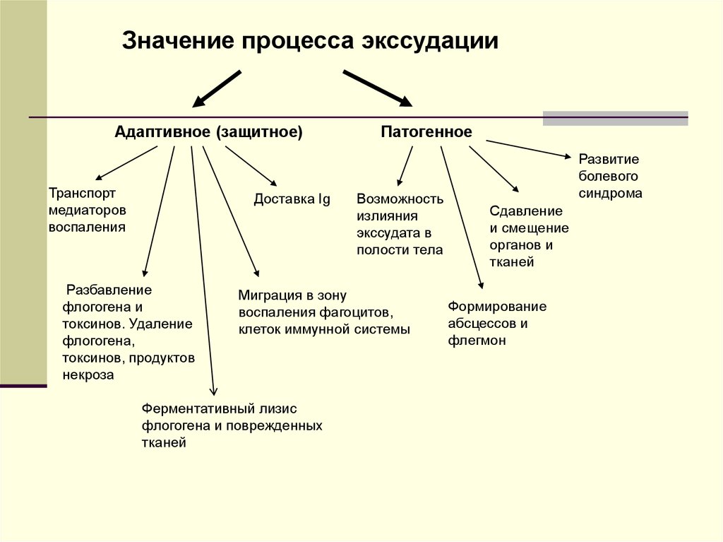 Значимый процесс. Основные уровни формирования болевого синдрома. Процесс экссудации схема. Адаптивное значение воспаления. Значение процесса.