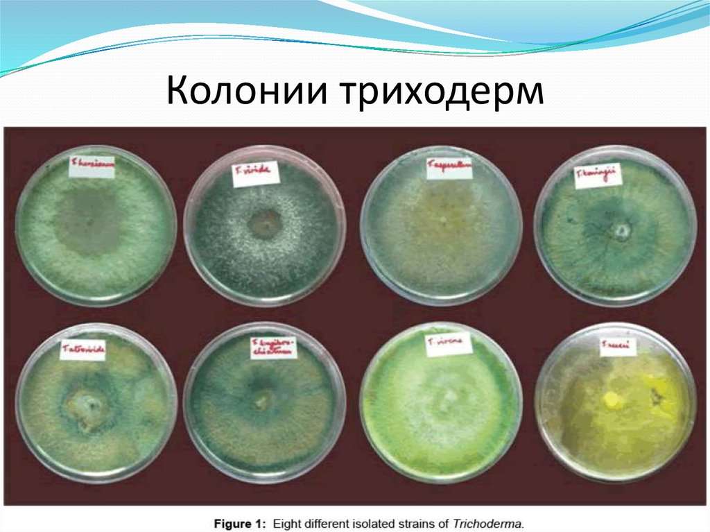 Виды колоний. Триходерма в чашке Петри. Колонии бактерий триходерма. Формы микробных колоний. R форма колоний.