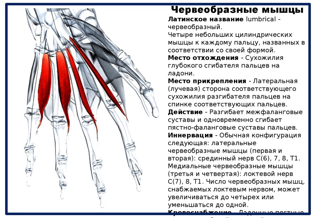 Такие разные мышцы презентация 4 класс