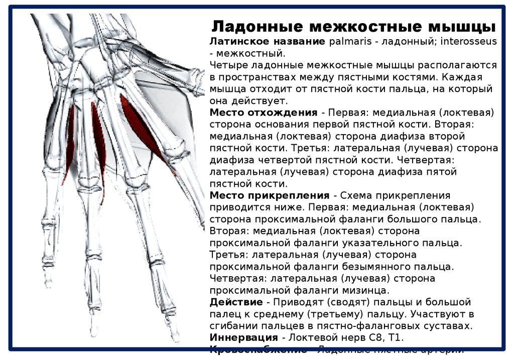 Мышцы предплечья и кисти