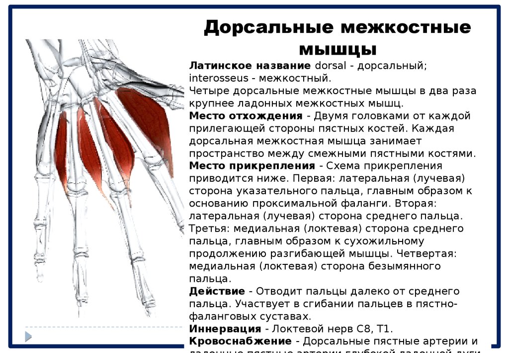 Дорсальной вене. Тыльные мышцы кисти. Тыльные межкостные мышцы кисти. Медиальная группа мышц кисти. Межкостные мышцы ладони.