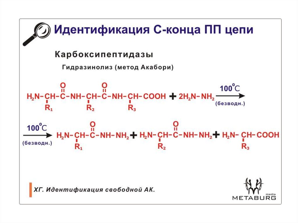 Конец цепочки. Гидразинолиз. Метод акабори. Реакция акабори. Реакция гидразинолиза.