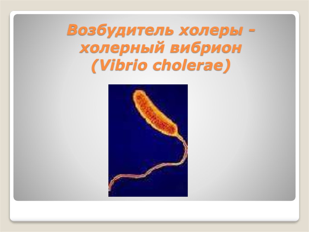 Какой возбудитель холеры. Холерный вибрион возбудитель холеры. Возбудитель холеры Vibrio cholerae. Возбудитель холерный вибрион бактерия. Возбудители кишечных инфекций вибрионы.