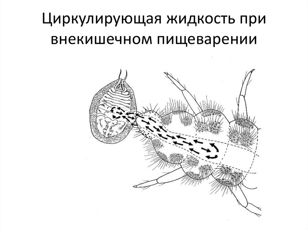 Внекишечное пищеварение. Наружное пищеварение характерно для. Внекишечное пищеварение у паукообразных. Для кого характерно внекишечное пищеварение.