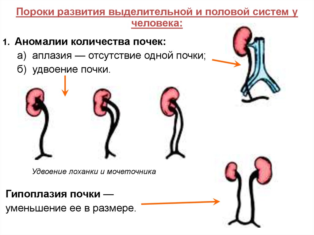 На рисунке изображен эмбрион человека в разный период времени какое общее свойство живых систем