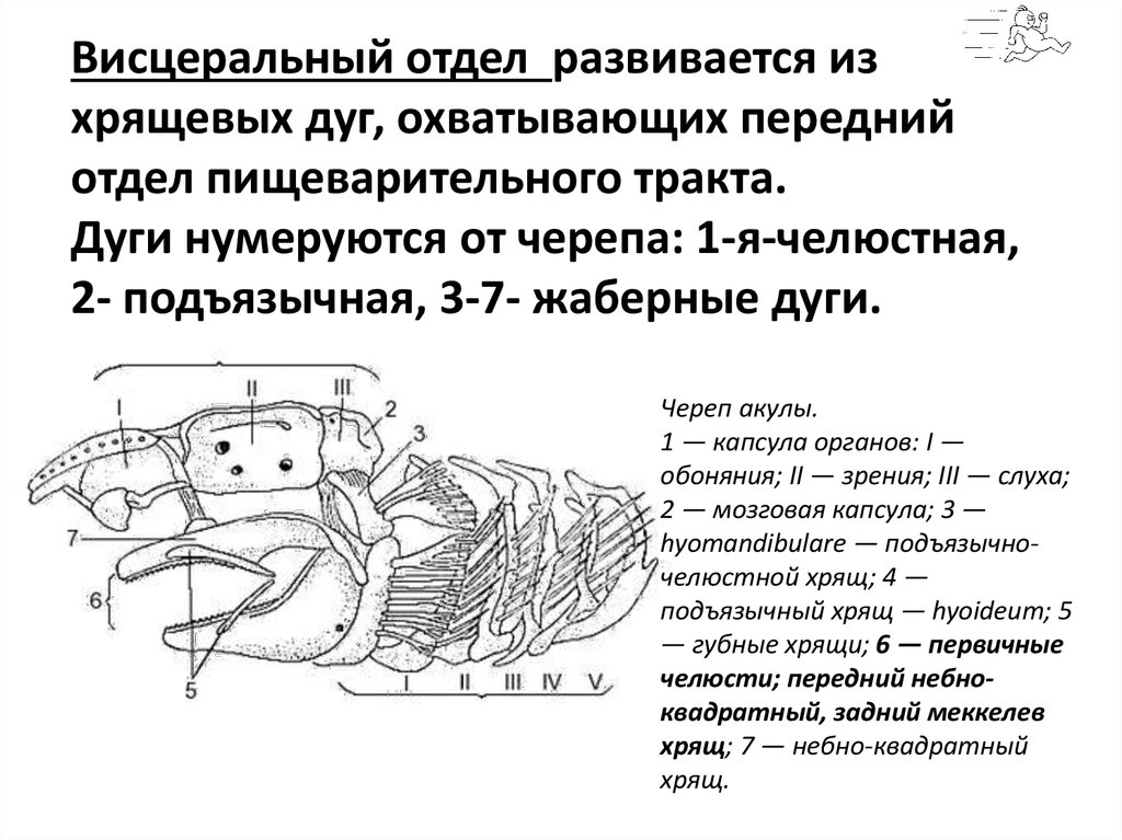 Висцеральный скелет. Висцеральный череп амфибий. Висцеральные жаберные дуги рыб. Висцеральный череп хрящевых рыб.