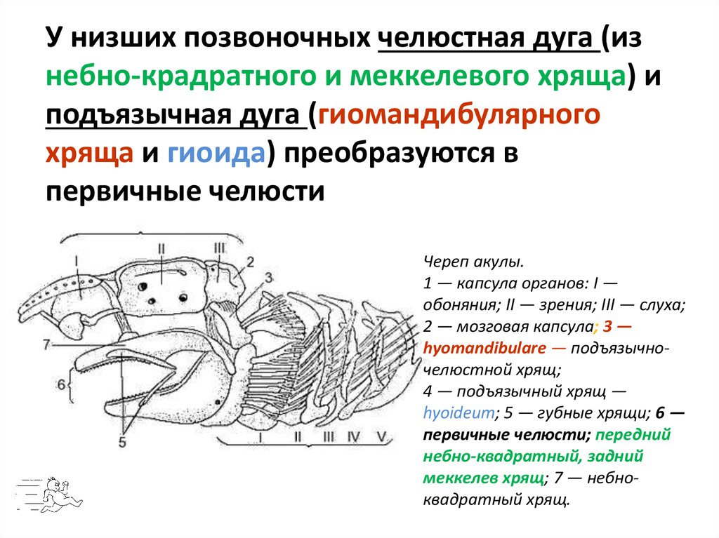 Характеристика низших позвоночных