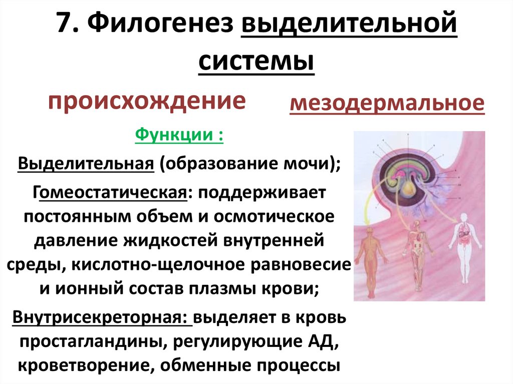 1 филогенез