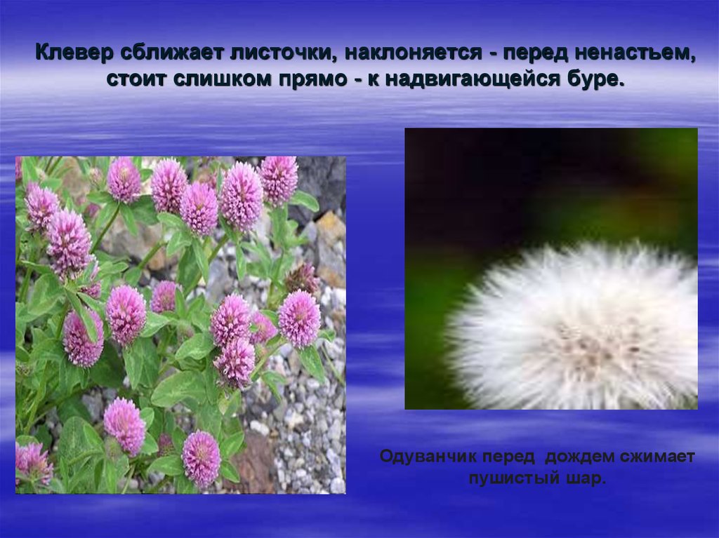 Если клевер сблизил листочки а соцветия. Если Клевер сблизил листочки. Если Клевер сблизил листочки а соцветия его. Соцветия клевера поникли. Если днем соцветия одуванчиков.