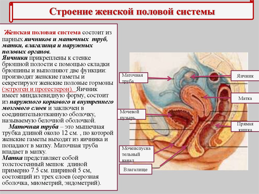 Женская половая система биология. Женская половая/система строение и функции. Органы половой системы женские наружное строение и функции. Женская половая/система анатомия внутреннее строение. Наружные половые органы строение анатомия.