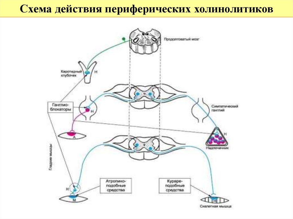 Схема эфферентной иннервации