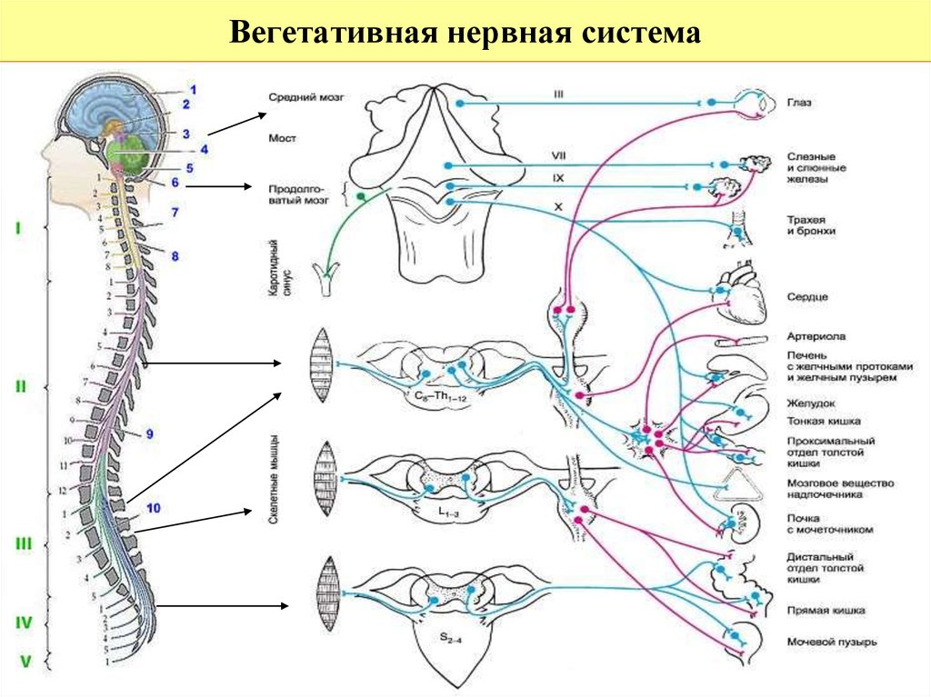 Отделы вегетативной нервной системы схема