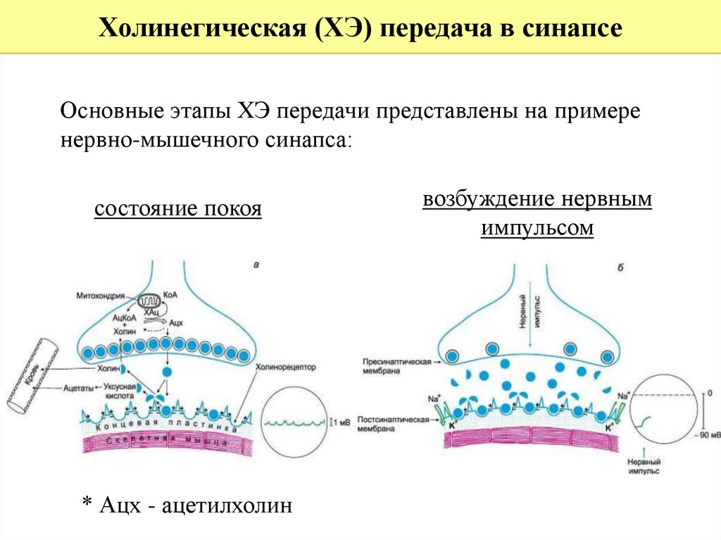 Эфферентная иннервация презентация