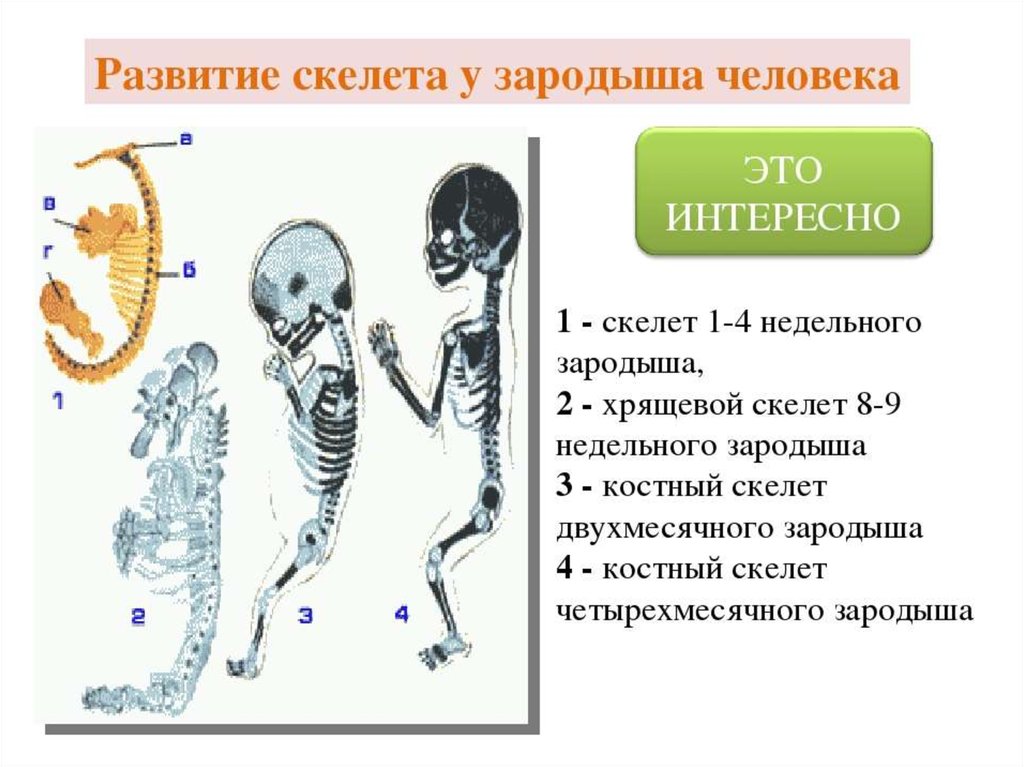 Скелет участвует в обмене. Скелет развивается из. Развитие скелета у зародыша человека. Этапы формирования скелета. Стадии развития скелета.