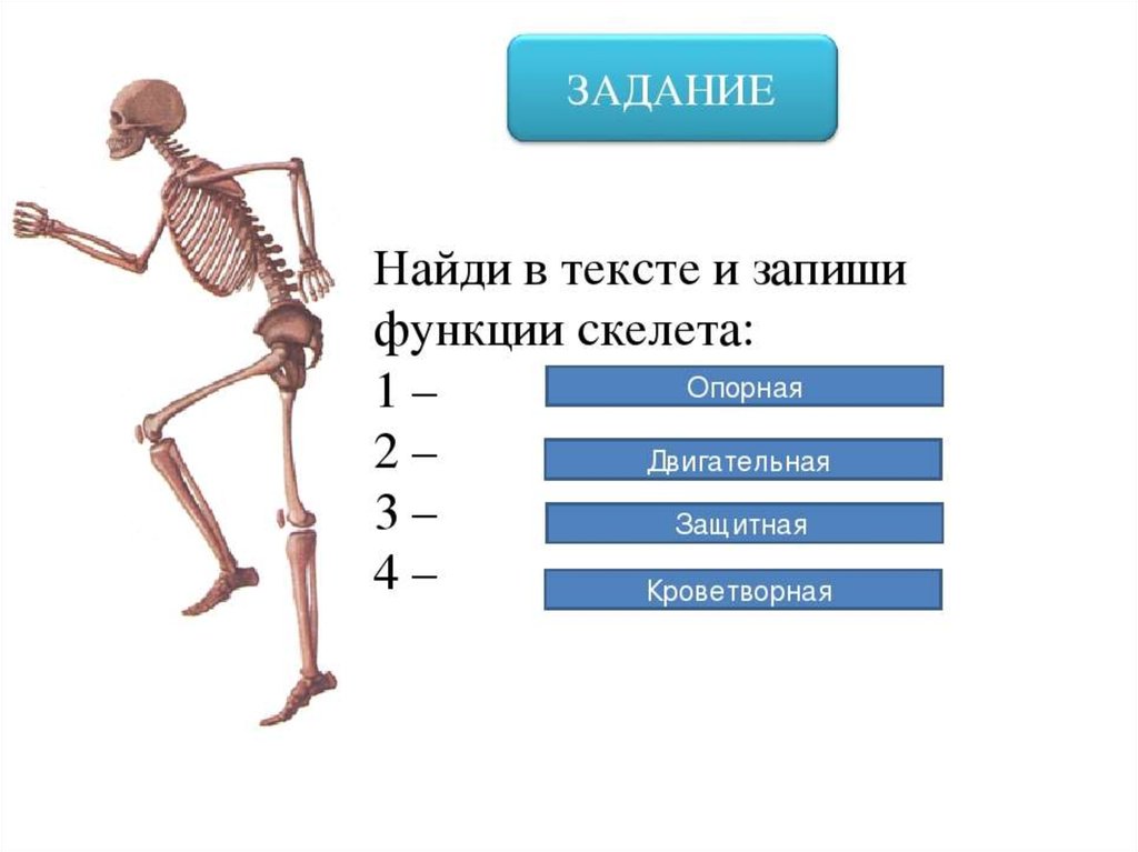 Для скелета не характерна. Функции скелета опорная защитная. Части скелета человека. Основные части скелета. Функции костей скелета человека.