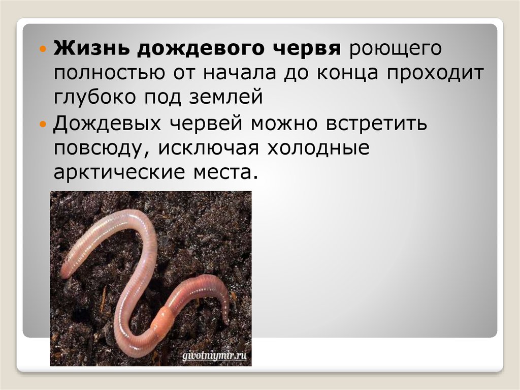 Черты приспособления червя