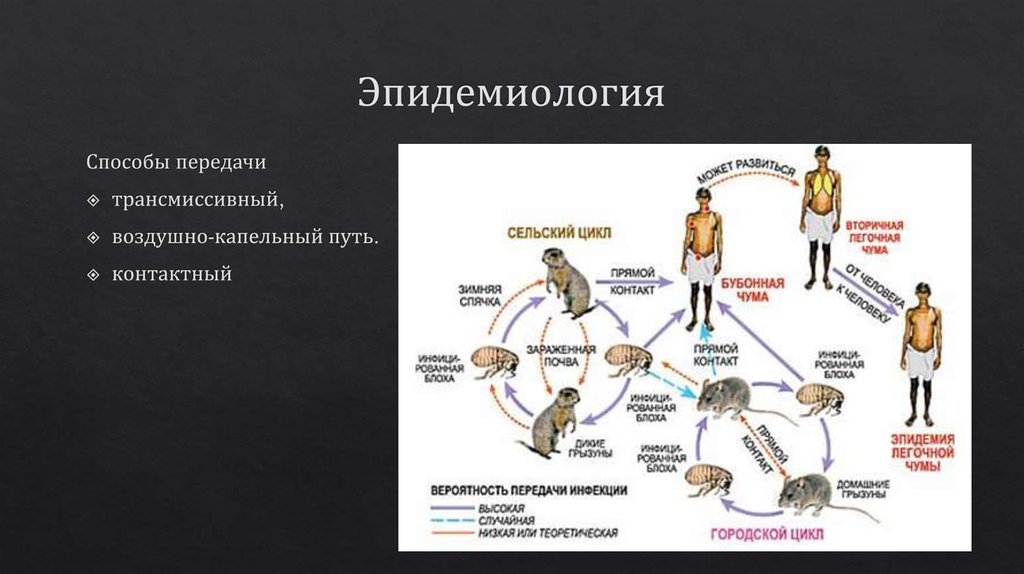 Схема патогенеза чумы - 80 фото