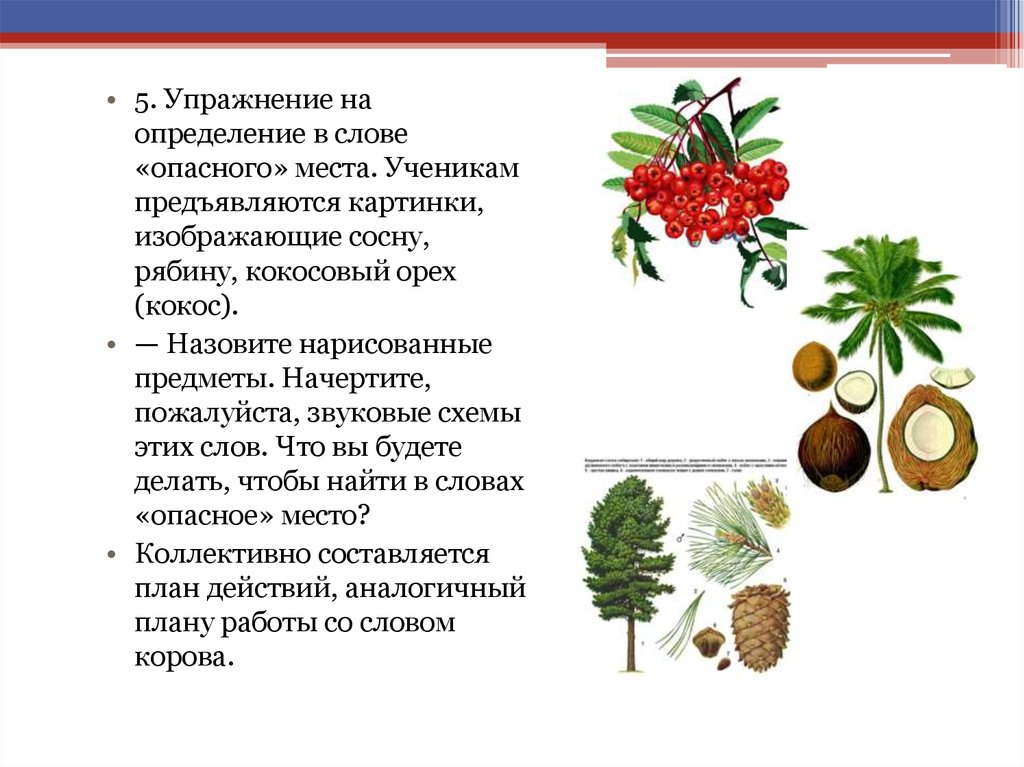 Как называются плоды сосны рябины и ели. Рябина Кокос лопух что лишнее. Два дерева : рябина и сосна рядом картинки.