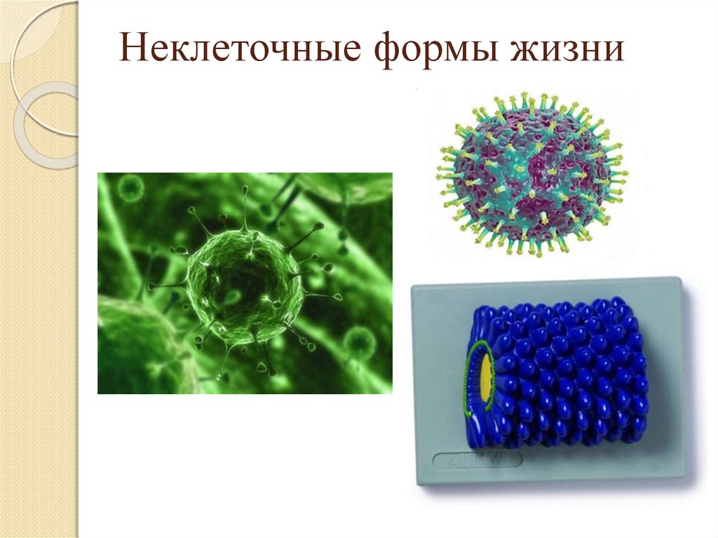 Неклеточные формы жизни вирусы бактерии. 20 Неклеточные формы жизни. Вирусы неклеточные формы. Вирусы неклеточные формы жизни. Не клеточная форма жизни.