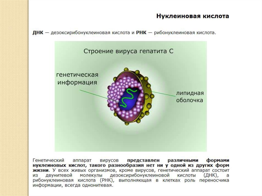 Вирусы состоят из нуклеиновой кислоты. Вирус генетическое строение. Строение нуклеиновых кислот вирусов. Генетика вирусов. Строение вирусов.. Наследственный аппарат вирусов.