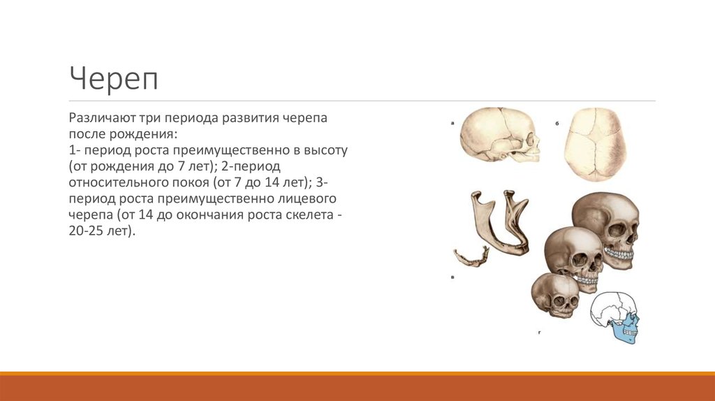 Периоды развития после рождения. Периоды развития черепа. Периоды роста черепа. Стадии формирования черепа. Костная стадия развития черепа.