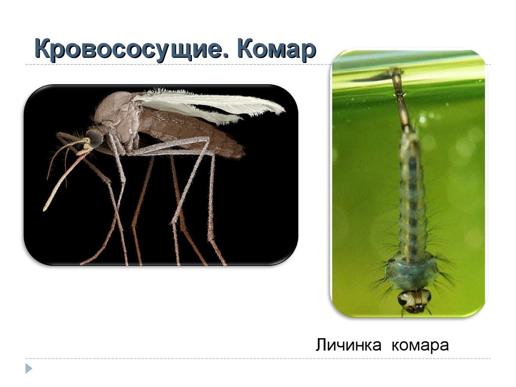 Какие животные питаются личинками комаров. Личинки комаров. Комариные личинки. Как выглядит личинка комара. Личинка кровососущего комара.